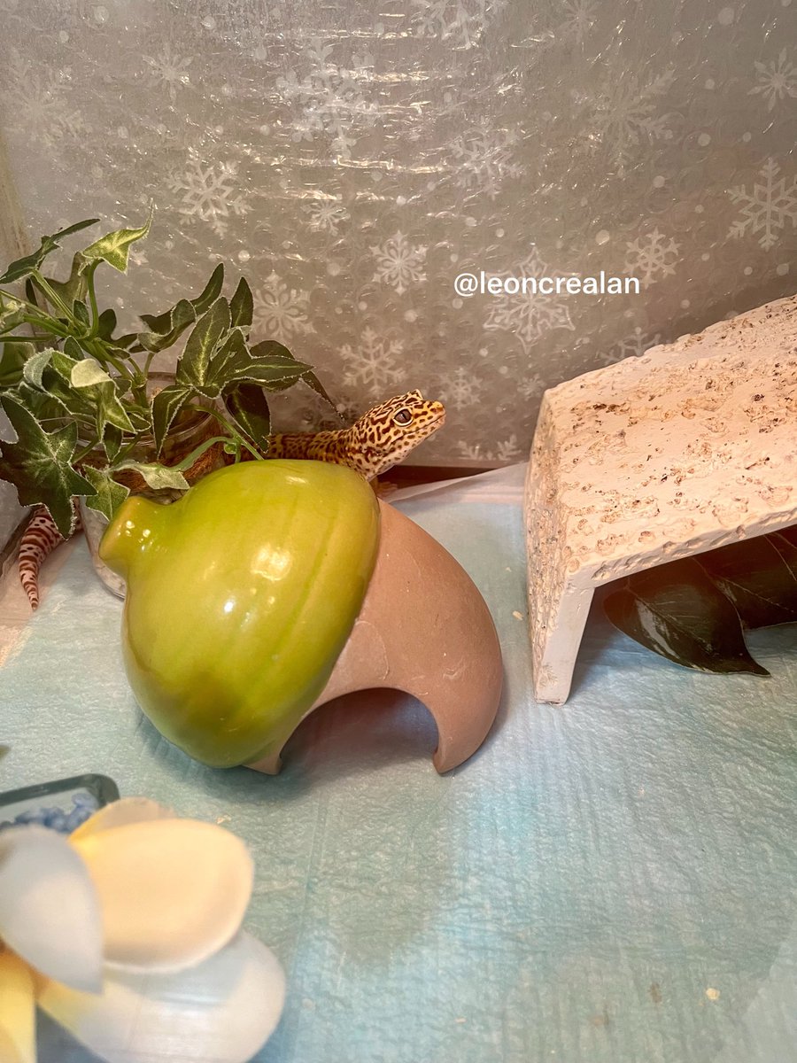 leoncrealan's tweet photo. 奥のほうにいるのも可愛いいいい

#爬虫類
#レオパ
#ヒョウモントカゲモドキ https://t.co/FODZJjp52F