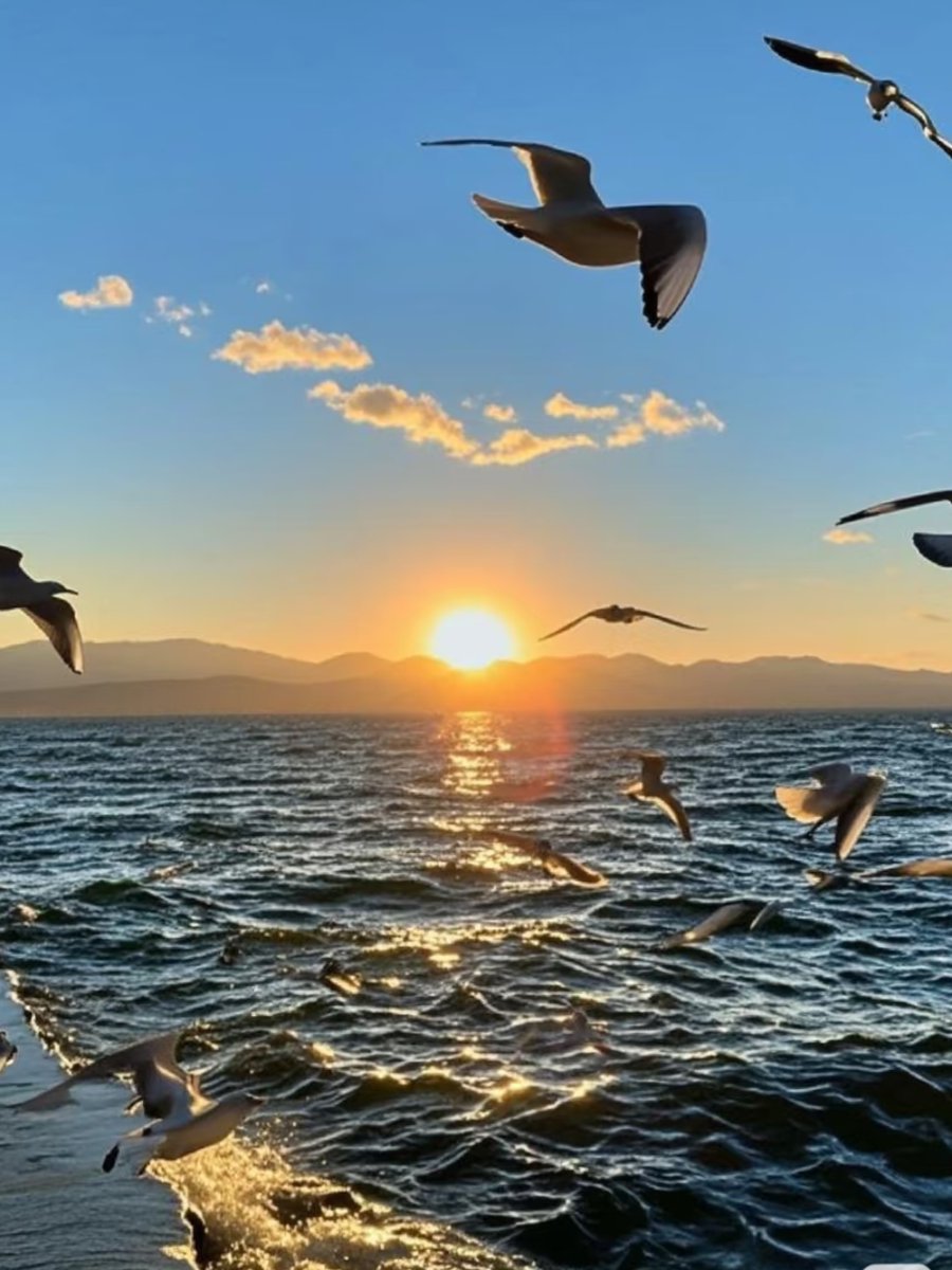 goodnight__13's tweet photo. [挤在海边悬崖咖啡馆的软沙发里，风裹着咸湿的椰子香撞进来，落日把海面染成半杯融化的金桔酱，连发呆都变奢侈的浪漫] https://t.co/dc0HrBMLmP