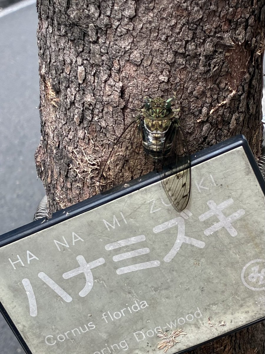 katokuniyasu's tweet photo. 最良の詩は、何人によっても理解され��るばかりか、制作されうる。

レヴィ=ストロース

『みる きく よむ』
（みすず書房刊）

#読み書き
#見る・聞く・読む
#詩を書く
#詩を生きる
#最良の詩
#世界品質
#人類みな https://t.co/VWP9YYufcj