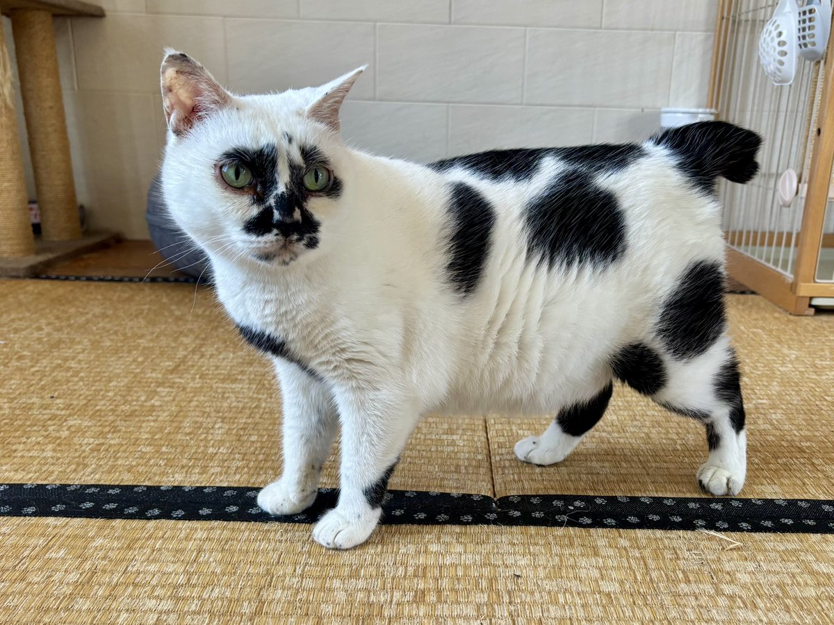 muddycat_atami's tweet photo. あし
みじかくない？ https://t.co/3SIuZv6F0C