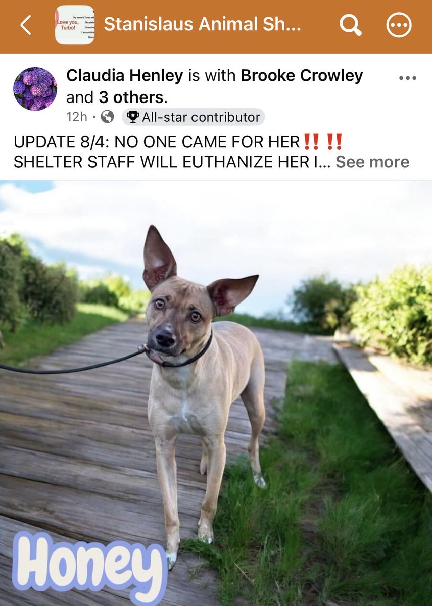luv2laugh12's tweet photo. No one came for Honey today! She is set to be💉on Wednesday 8/5 at 6:30 a.m.

Only way she can be saved now is if a rescue tags her tonight! Rescues can’t typically tag if they don’t have a foster or adopter lined up! 
Can anyone save her? 🙏
Out of state adoptions are possible via a rescue. 

Honey is only 1 yr old! 
She’s at Stanislaus Animal Services Agency in Modesto, CA.