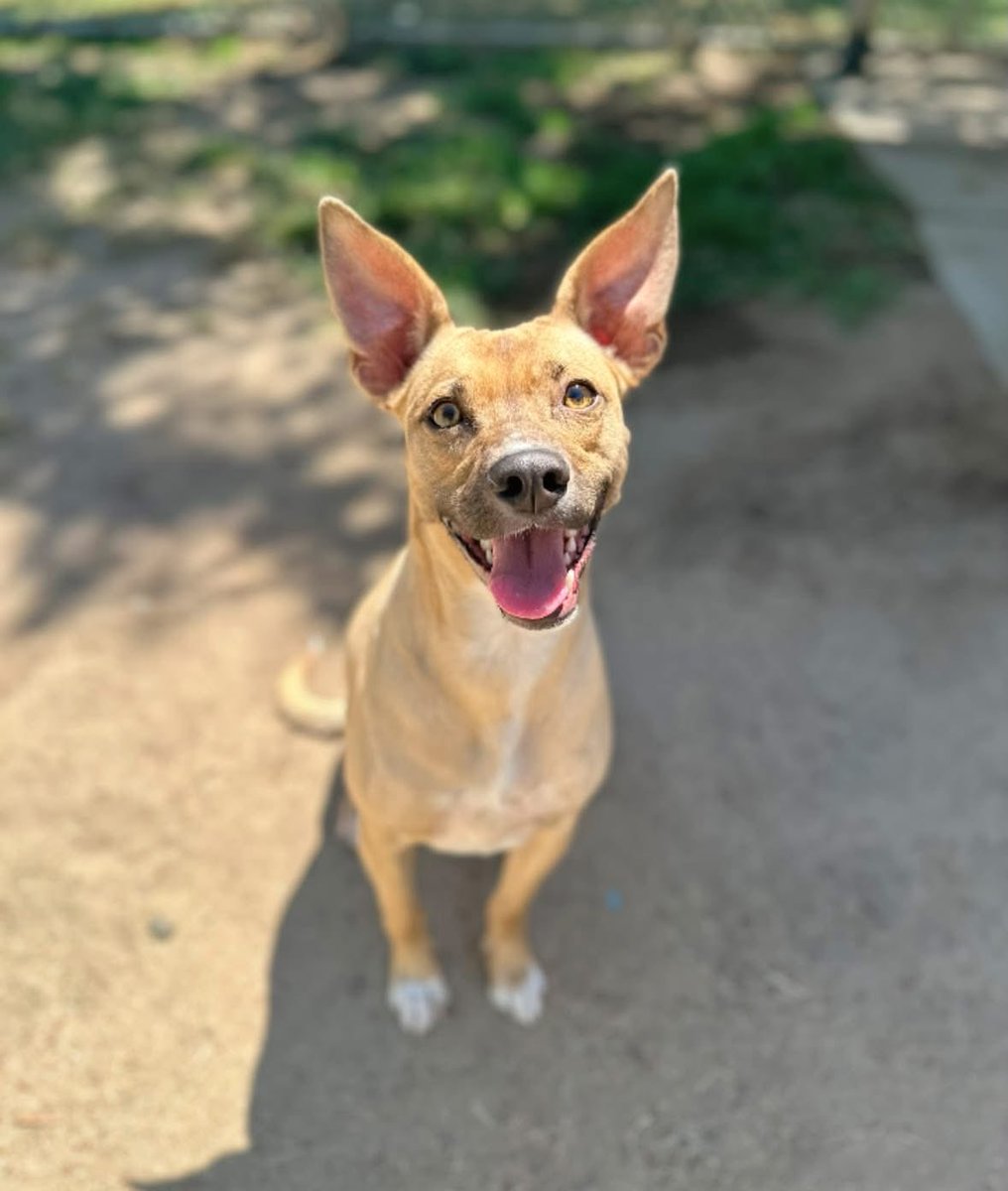 luv2laugh12's tweet photo. No one came for Honey today! She is set to be💉on Wednesday 8/5 at 6:30 a.m.

Only way she can be saved now is if a rescue tags her tonight! Rescues can’t typically tag if they don’t have a foster or adopter lined up! 
Can anyone save her? 🙏
Out of state adoptions are possible via a rescue. 

Honey is only 1 yr old! 
She’s at Stanislaus Animal Services Agency in Modesto, CA.
