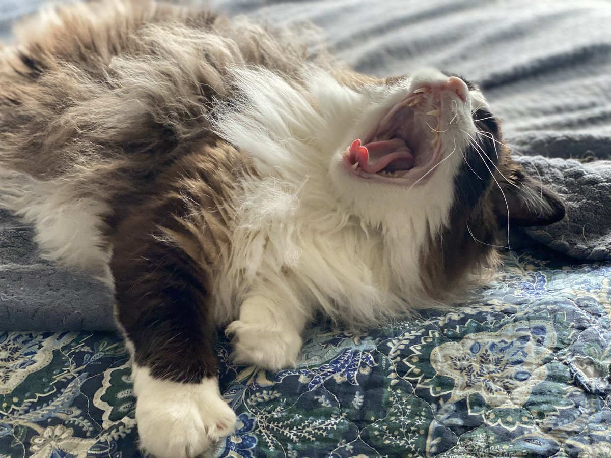 kelly2819's tweet photo. Ahhh, it’s Tuesday 😺💗😺!!
@tippyandmerle
Please support Tippy! Any amount donated is greatly appreciated…thank you 💕!! https://t.co/KmgucQMqws
#Tuesday #TOT #TongueOut #Floofy #FloofyCat #CatsOfSanFrancisco #RagdollCat #AdoptDontShop #RescueCat #TippyAndMerle #MeowMeow https://t.co/IlIxgFskCc