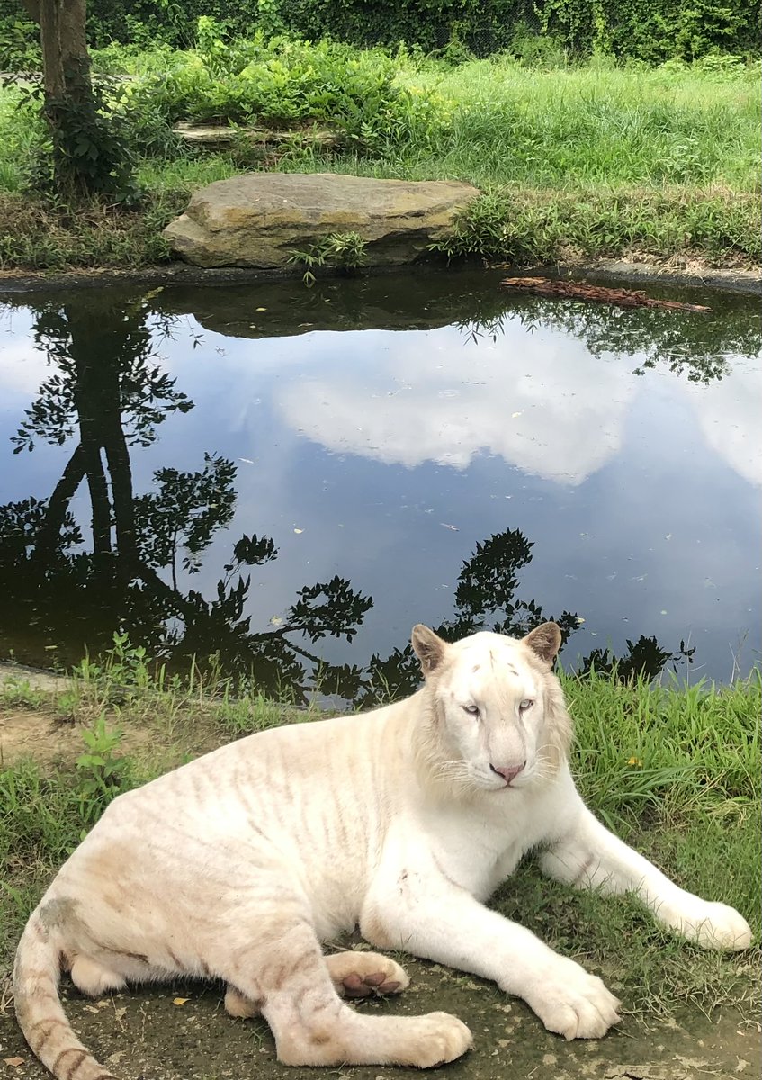 clezero_auto's tweet photo. こんにちは！

日本最高気温の日🌞
令和7年8月5日に群馬県伊勢崎市で41.8℃を
観測（2025年11月時点）
今年の夏も暑いので記録が更新されていく
かも…⁈

今日も一日安全運転で🚘

【天気】晴れ【気温】32℃/20℃                    
 #イマソラ #伊那市天気 #伊那市の交通 https://t.co/pxnQRJGMlu