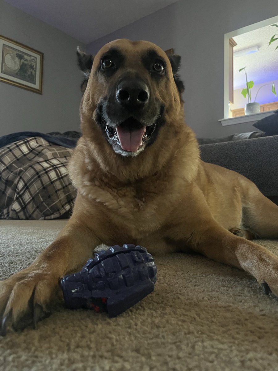 MattDav1818's tweet photo. @maya4686 My guy wants to play! https://t.co/zOfr6tTKMb