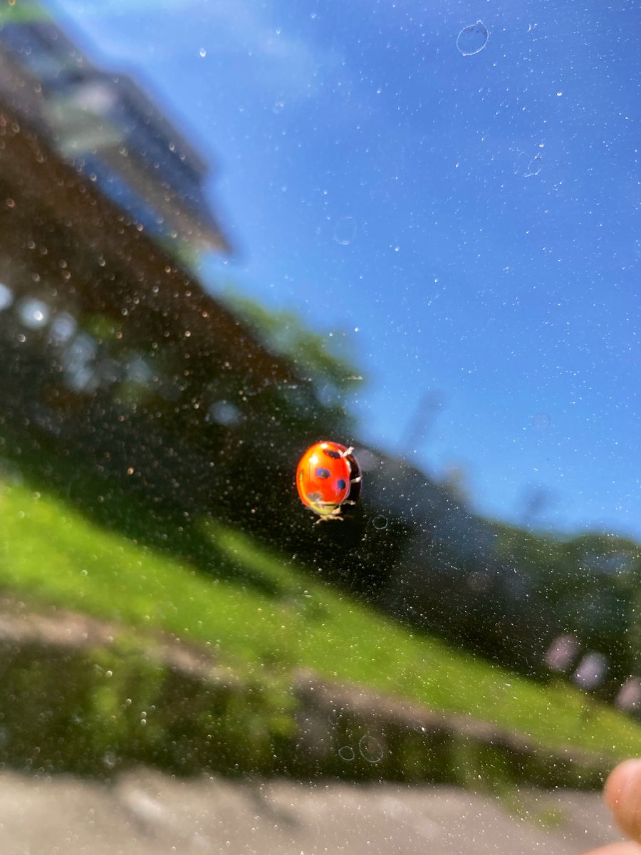 a_zc33s's tweet photo. なんぽろ温泉で軽く1時間くらいリフレッシュした♨️
車の窓にてんとう虫🐞 https://t.co/KZpWPOcqhT
