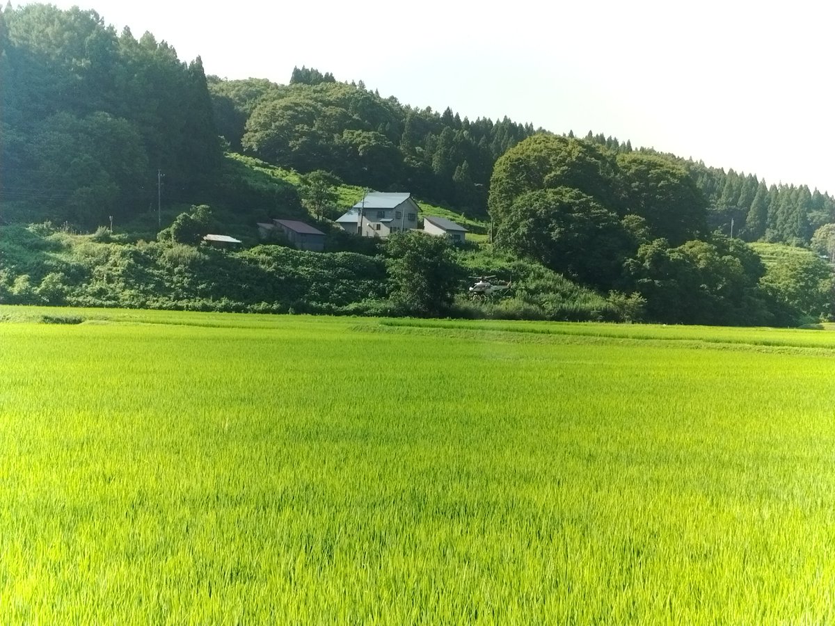 kabutozama's tweet photo. ラジヘリ空中防除！
おいしいお米を作るために病気と虫を防ぎます。
遠くからだと小さく見えるラジコンヘリも、間近で見るとかなり迫力がありますね！

#とざま #かまくらの里こしひかり #特別栽培米 
#ラジヘリ #空中防除 
#飯山市 https://t.co/Ndu49oHE1N
