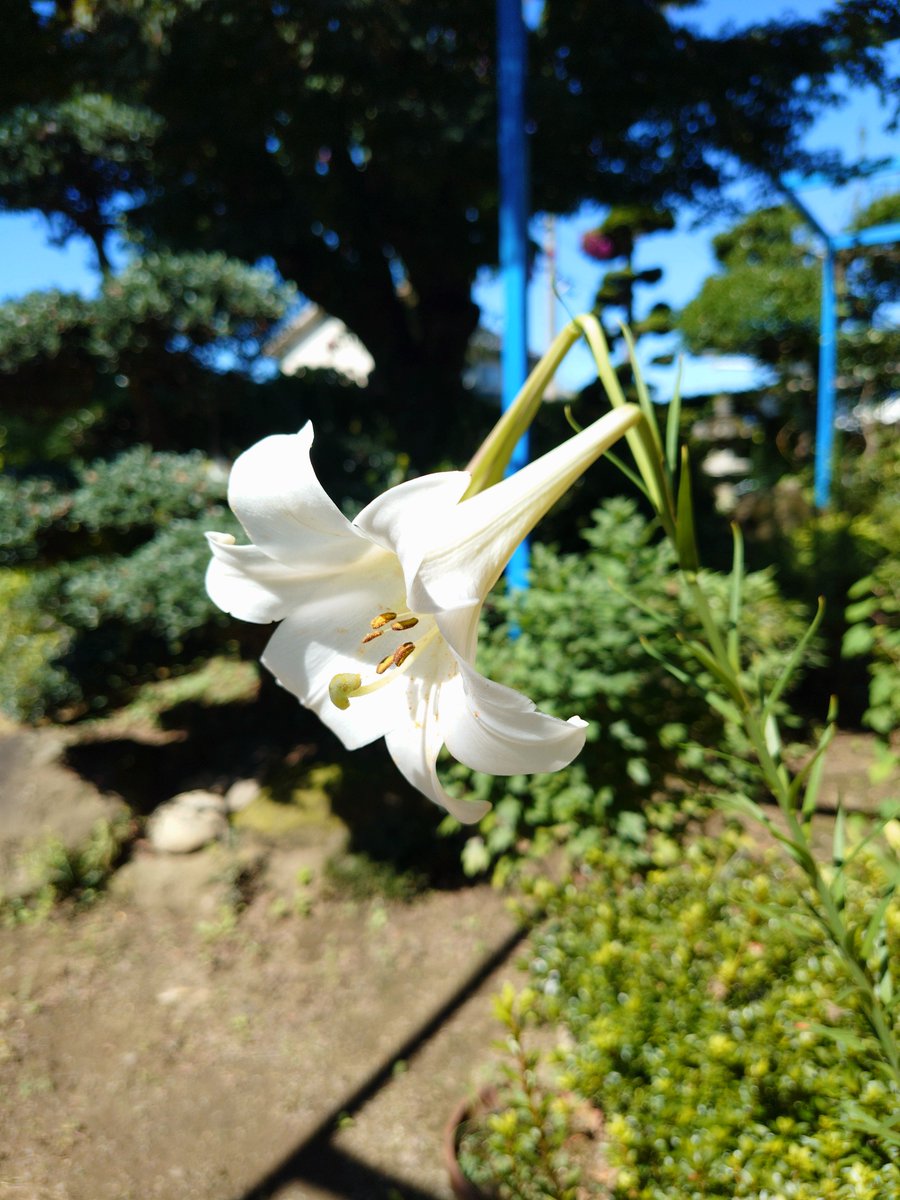 forester5531stb's tweet photo. うちの庭のタカサゴユリが咲き始めました😃大きくて綺麗で華やかですね🥰 #タカサゴユリ #笛吹市一宮町 https://t.co/HKLEJkiT6z