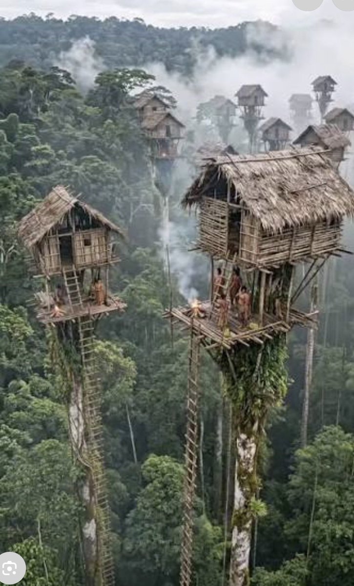 HRH_bankeoniru's tweet photo. Imagine living 115 feet up in the air!
The Korowai people of Papua build incredible towering treehouses entirely out of natural materials like bamboo and sago palm. 

But why live so high up in the canopy? It is the ultimate survival strategy:
1, Security: High perches protect them from rival clans and flash floods.
2, Pest Control: It elevates them far above the swarms of jungle mosquitoes and dangerous wildlife.
3, Spiritual Protection: They believe it keeps them safe from earthbound evil spirits (laleo).

This engineering is genius, the indoor fire pits sit on suspended floor sections. If a fire gets out of control, they cut the rattan ropes to drop the hearth to the ground and save the home! 

Would you ever spend a night up here? 👇