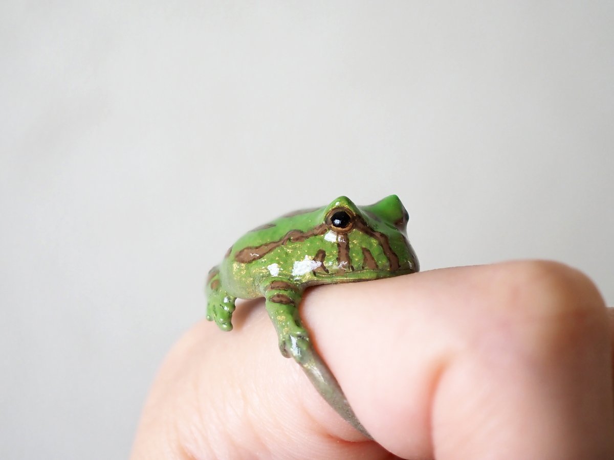 ninaendlesseive's tweet photo. 前回すぐに売り切れてしまった
ベルツノガエルのリングを
またつくりました！！🐸✨

むっちり、むっちり。

次回のweb販売は
【8/14(金)12:00〜】を予定してます！ https://t.co/JSn5A6E56x