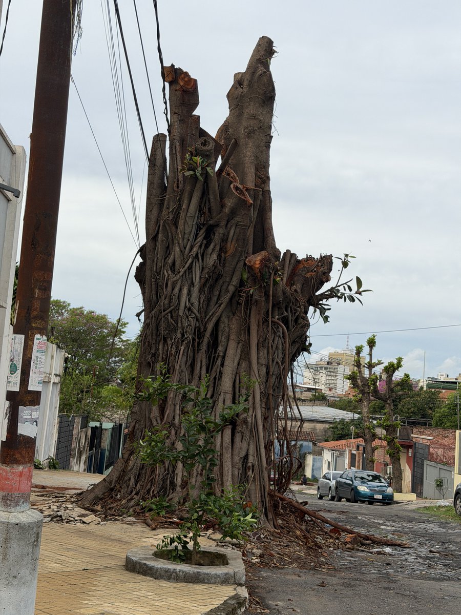 mon_cabrera's tweet photo. Si alguien vio este árbol y la sombra quedaba  capaz la sufra como yo …
Lloré…
Amor lo verde, amo la naturaleza,
Amaba Asu  tan arbolada hasta que matan lo hermoso de esta capital https://t.co/tpgM2TSN0T