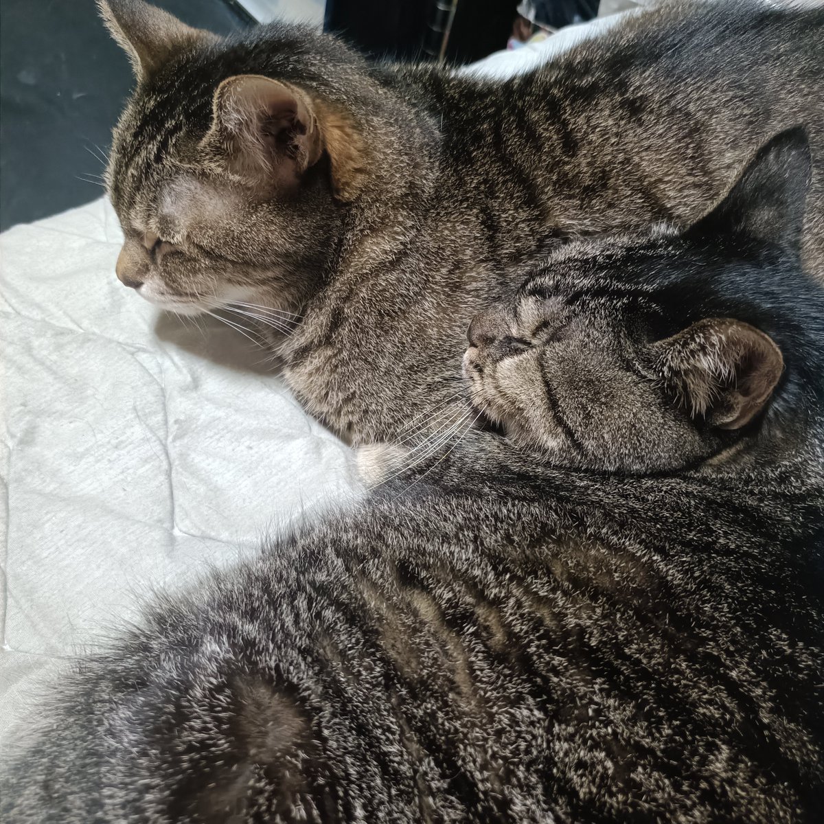 wanpappa's tweet photo. #猫
 #めろんとげんき https://t.co/BZUB2HlvzS