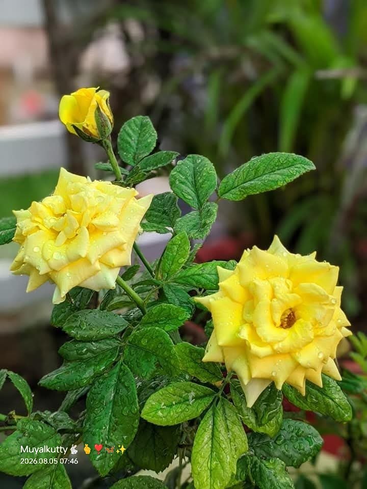 White_forestsg's tweet photo. பனித்துளி முத்தமிட்ட ரோஜா இதழ்,
அதிகாலை விடியலின் புது அழகு!
ஒவ்வொரு பனித்துளியிலும் ஒளிவீசும் நம்பிக்கை,
இன்றைய உங்களின் நாளையும் பிரகாசமாக்கட்டும்! 🌹💧✨

இனிய காலை வணக்கம்💥🌞

முயல் குட்��ி🐇💞 https://t.co/iE3Eicw8DR