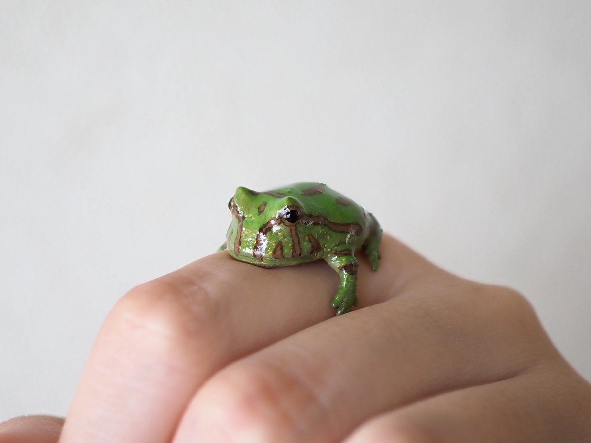 ninaendlesseive's tweet photo. 前回すぐに売り切れてしまった
ベルツノガエルのリングを
またつくりました！！🐸✨

むっちり、むっちり。

次回のweb販売は
【8/14(金)12:00〜】を予定してます！ https://t.co/JSn5A6E56x