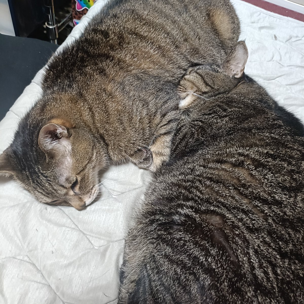 wanpappa's tweet photo. #猫
 #めろんとげんき https://t.co/BZUB2HlvzS