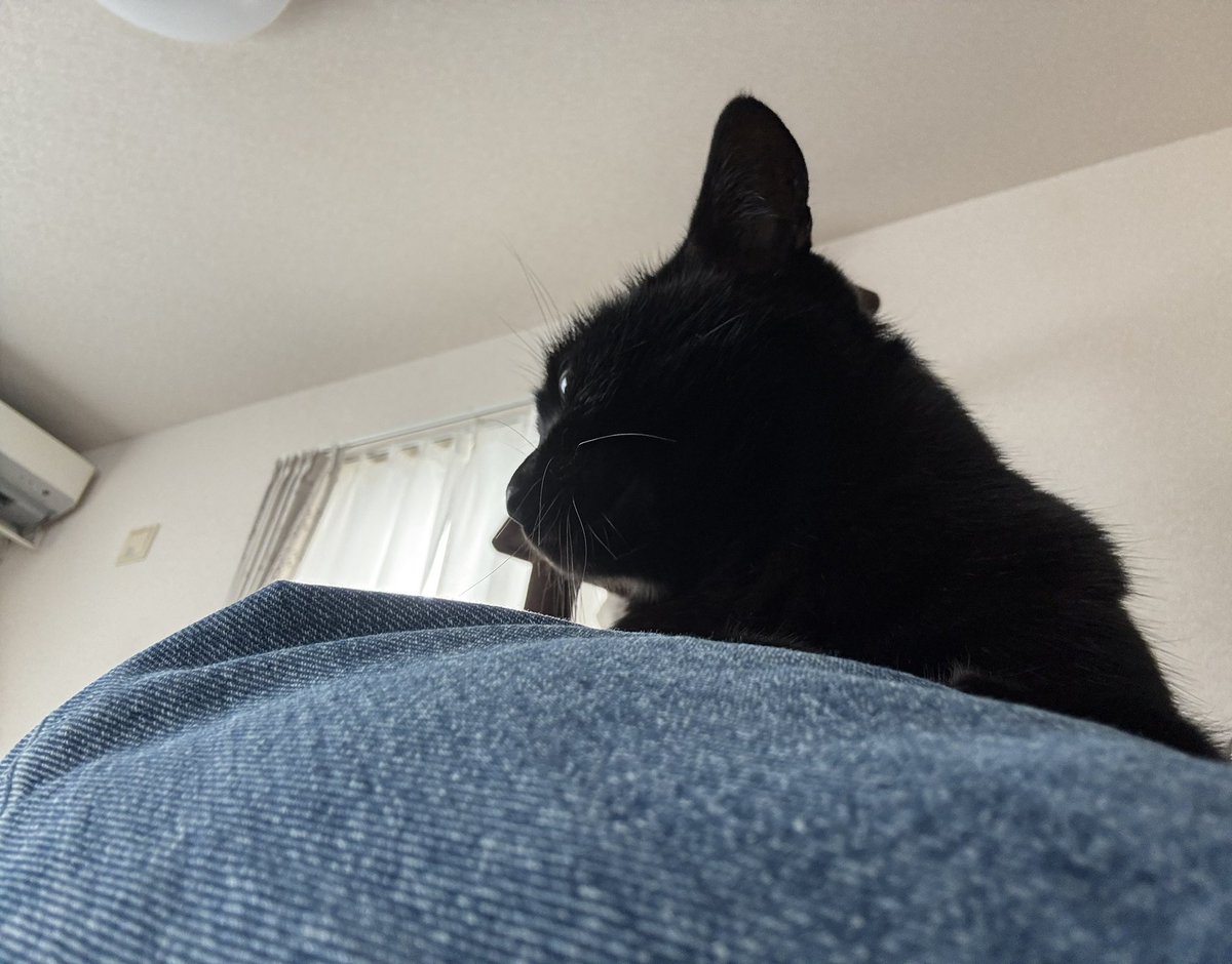 hanasatsu's tweet photo. リラックス中のさっちゃーん
そろそろお膝の上から降りてほしいなー🫣

#黒猫
#猫好き https://t.co/Wi63AfcQ55