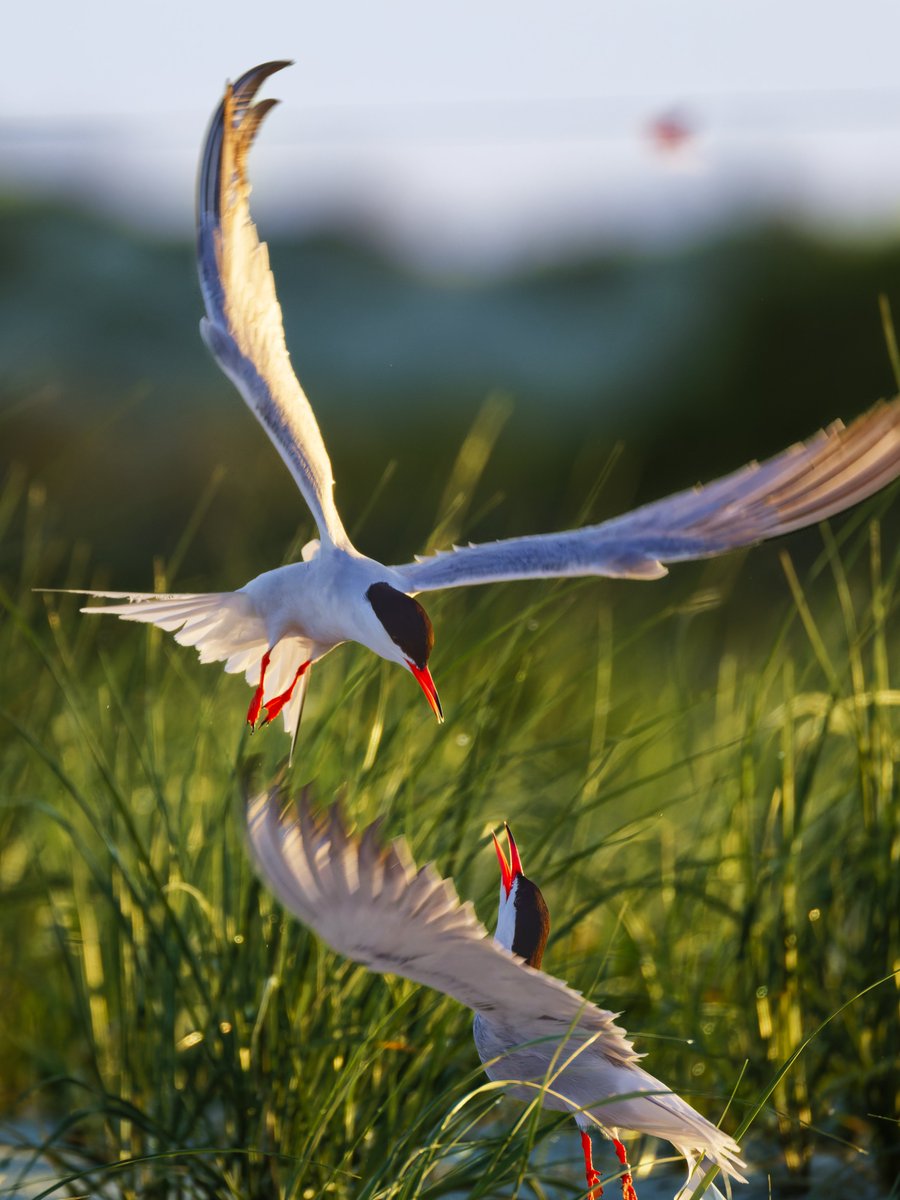 lirgGaming's tweet photo. Aerial combat between two common terns at Nickerson Beach. 06/21/2026 #BirdsSeenIn2026 #birdphotography #birdcpp https://t.co/RQDmglzo5S