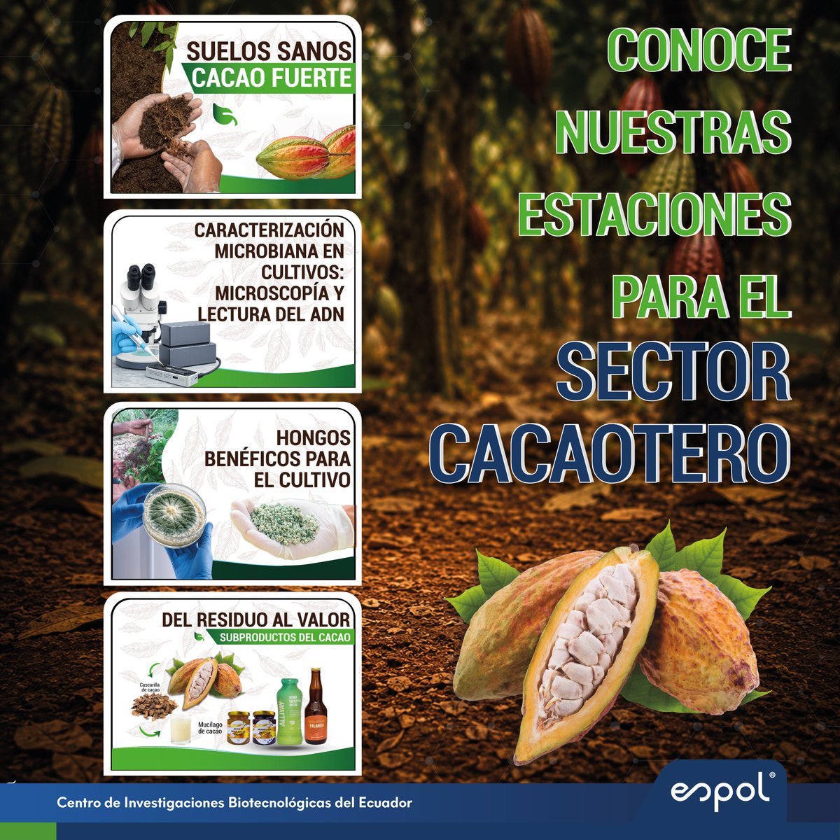 cibe_espol's tweet photo. 🌱 La ciencia está transformando el futuro del #Cacao.

📍 Visítanos en La Cumbre Cacao 2026 y conoce las soluciones biotecnológicas del CIBE-ESPOL: suelos sanos, microbiología, hongos benéficos y valorización de subproductos. 

📅 05–06 ago | 🕘 09:00–21:00
📍 Centro de Convenciones de Guayaquil.