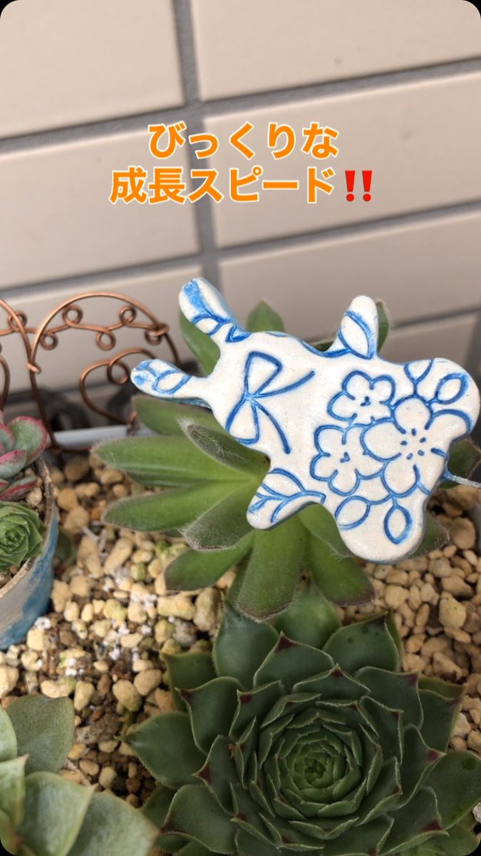 nuhta29's tweet photo. .
アイコン変更しました🌻🐹

.
ブルーサプライズの根っこが土の外に出てきたよ〜
冬の紅葉が楽しみね😊🎵

.
ラピの頭が齧られとる💢

.
うめがはーちゃんに(  ᵕ̤ɜ)ᵕ̤ૢᴗᵕ̤ૢ )してる

.
午後になったら花がちょっと開いてる〜
明日1つ目咲くのかな〜？

.… https://t.co/DjG8GmTTYn