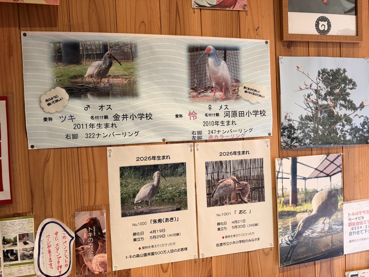 Miccn69w's tweet photo. トキ見て。アイス食べて。
佐渡島ともお別れです。

🚢降りてから、暑さがヤバいだろーなー😑 https://t.co/uB5KkBoMEf
