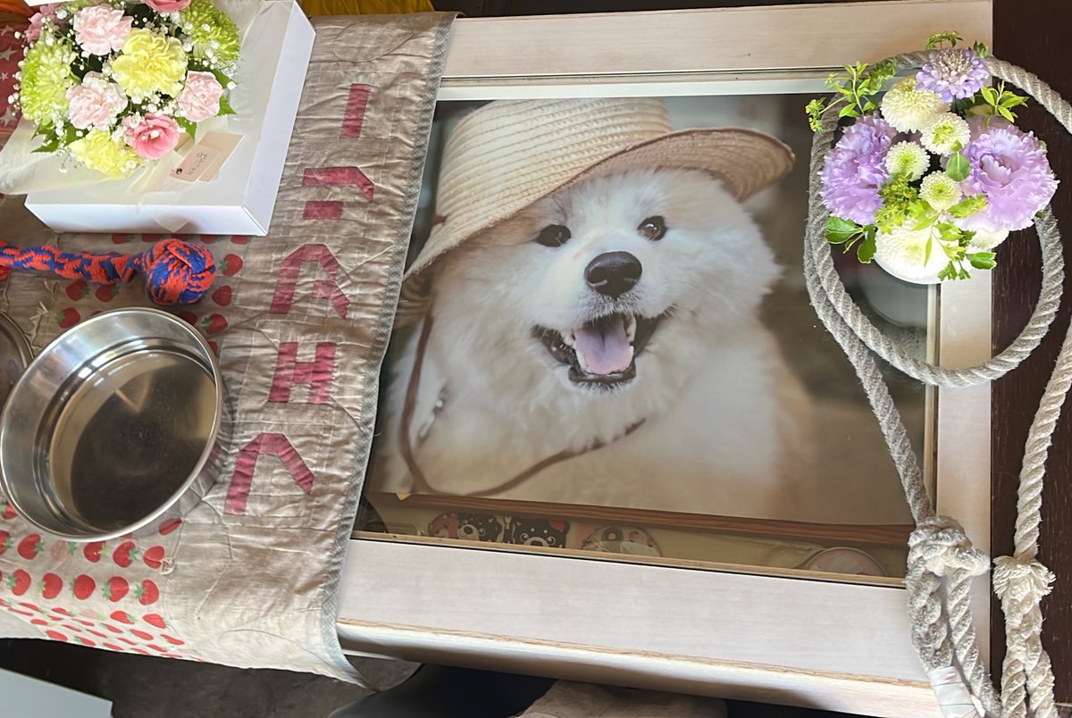 epdE0VgFqE43mpm's tweet photo. フェアリー追悼コーナー🧚‍♂️🧚‍♀️ https://t.co/Jb6ePv5rLb