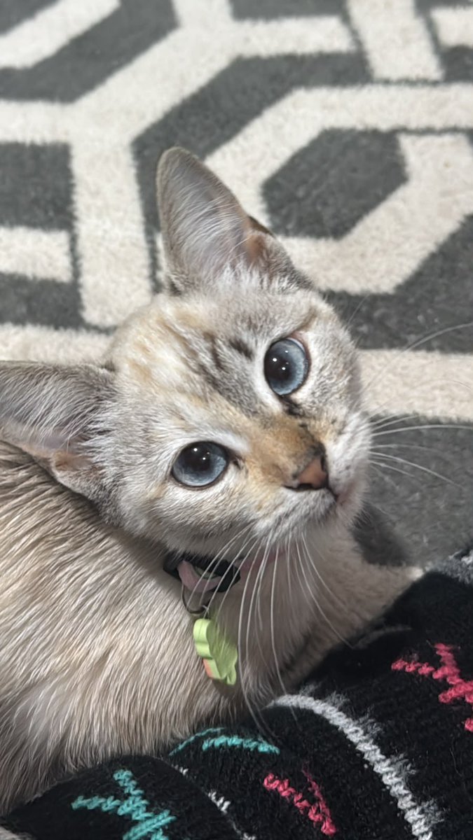 itsjeonjm's tweet photo. oi gente eu sou a cristal! sou a gatinha da mamae cami!

e eu tenho o rosto dividido! hihihi

#PetsSelcaDay #BamsFriends https://t.co/71g0W17t1P