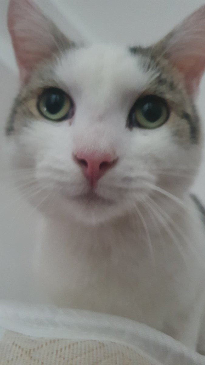 EditorBalls's tweet photo. @Conix69 Anyways here's a cute photo of my cat :D https://t.co/cAjRYhPQ90