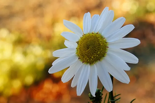 verastrategy's tweet photo. A beautiful desert flower sprouting in a sand pit in europe https://t.co/gce6v1CJ4o