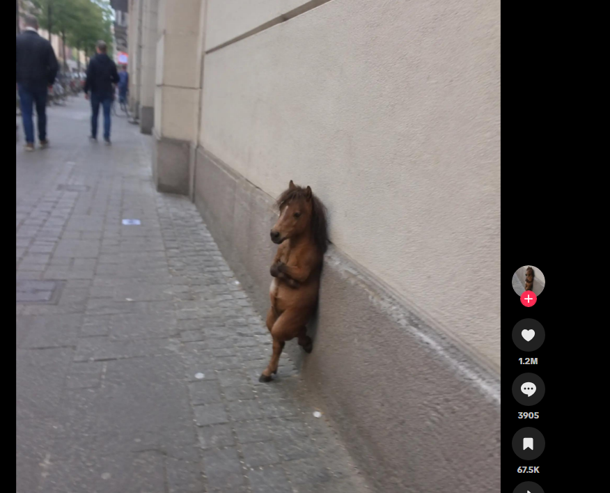 PupperFlips's tweet photo. i found a new trend. nonchalant

theres cats, horses, capybaras. why not just run "nonchalant" as a whole

https://t.co/7sba94YufV

https://t.co/2DzhbYaVnK

https://t.co/hQveF47vCP https://t.co/GHg1jObYNn
