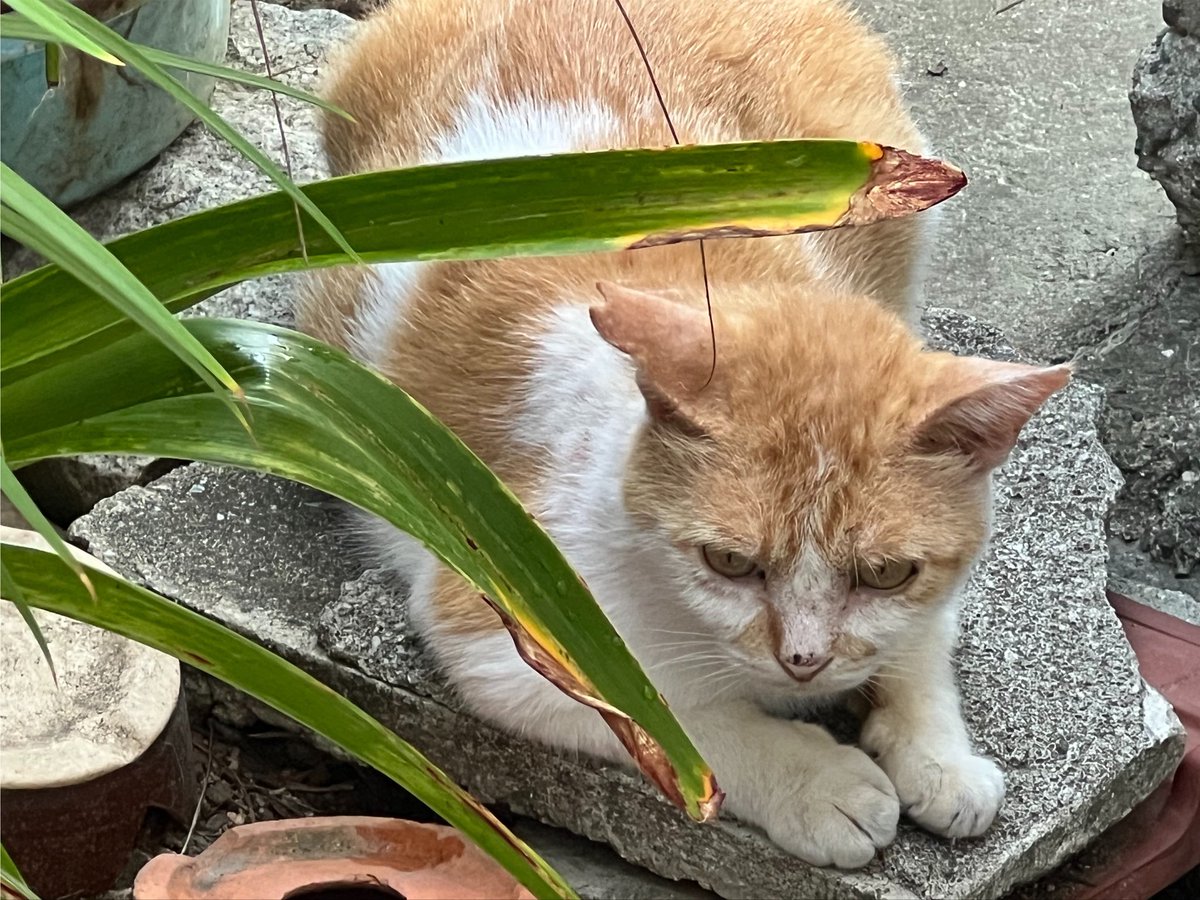 imamikatami's tweet photo. 外猫たち
暑いけど頑張ってます❗️
ばぁばも休みだとこの子たちが涼しい所まで入れるように戸を開け放してます。がそれぞれ良い場所を見つけているらしく…クッキーはこのコンクリート片がお気に入りでいつもここに🤭
銀次は食べても戻すみたいで少し痩せたかと。おやつは断らずいつも喰いつきます😆 https://t.co/qV7ysqvYub