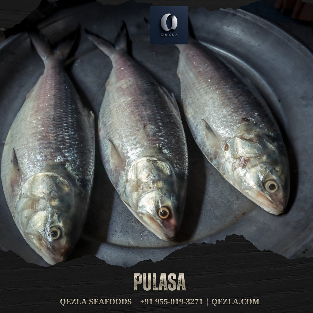 Qezlafds's tweet photo. Pulasa fish 1kg price
https://t.co/itYD43WPFZ
QEZLA SEAFOODS | WhatsApp: +91 9550193271
#Pulasa #Pulasafish #GodavariPulasa #OriginalGodavariPulasa #QezlaPulasa #Qezla #QezlaSeafoods https://t.co/qHAtmilZem