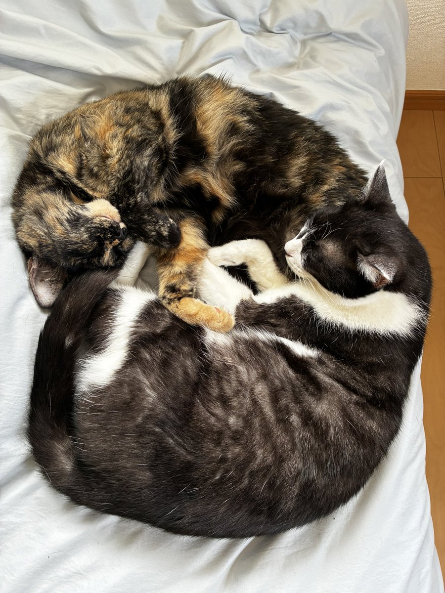 anejya_jp's tweet photo. 愛猫カラーでてめえのストラップ完成〜 https://t.co/wFCQBon77D