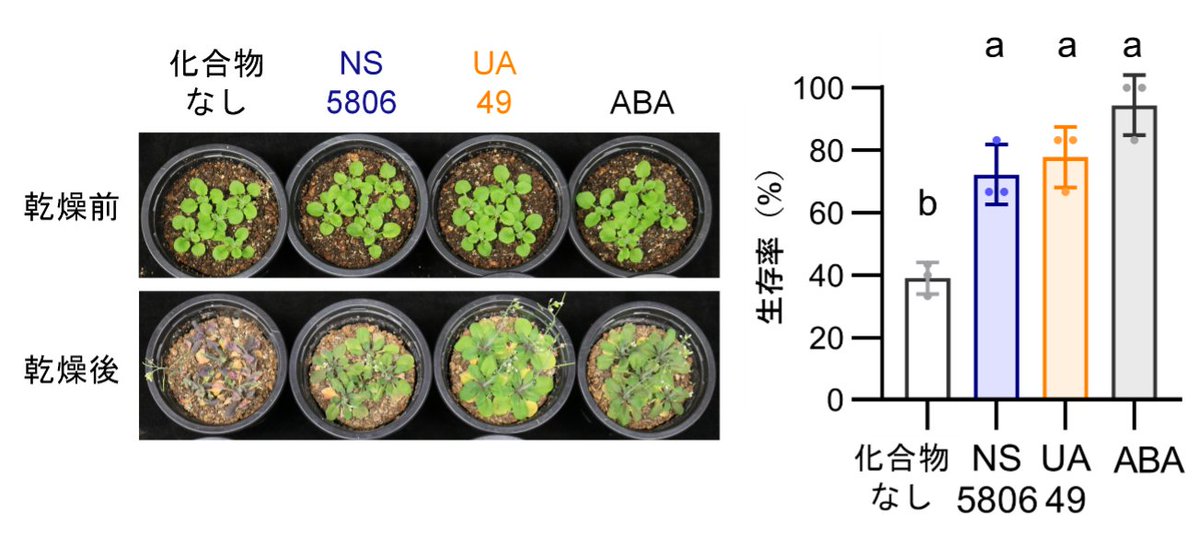 utokyo_gsfs's tweet photo. [研究成果] 植物に乾燥耐性を与える化合物を同定、さらに気孔のK+チャネルを阻害する分子標的化合物も同定しました🧪🌱持続可能な農産物生産に貢献することが期待されます✨
本研究成果に、先端生命科学専攻の檜垣匠教授が大きく貢献しました💫
https://t.co/CuWp69jOp8 https://t.co/2iBhcTI5O1