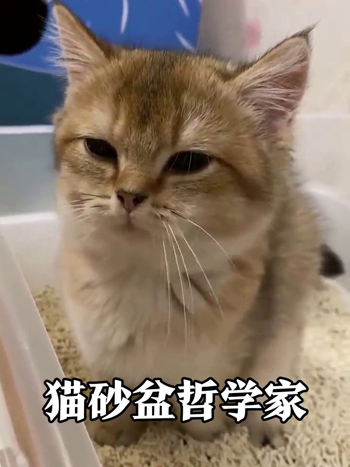 e_eiina's tweet photo. 家里的小奶猫今天终于会自己用猫砂盆啦！踩得满脚砂的样子，傻fufu却超治愈 https://t.co/hqadN1nURG