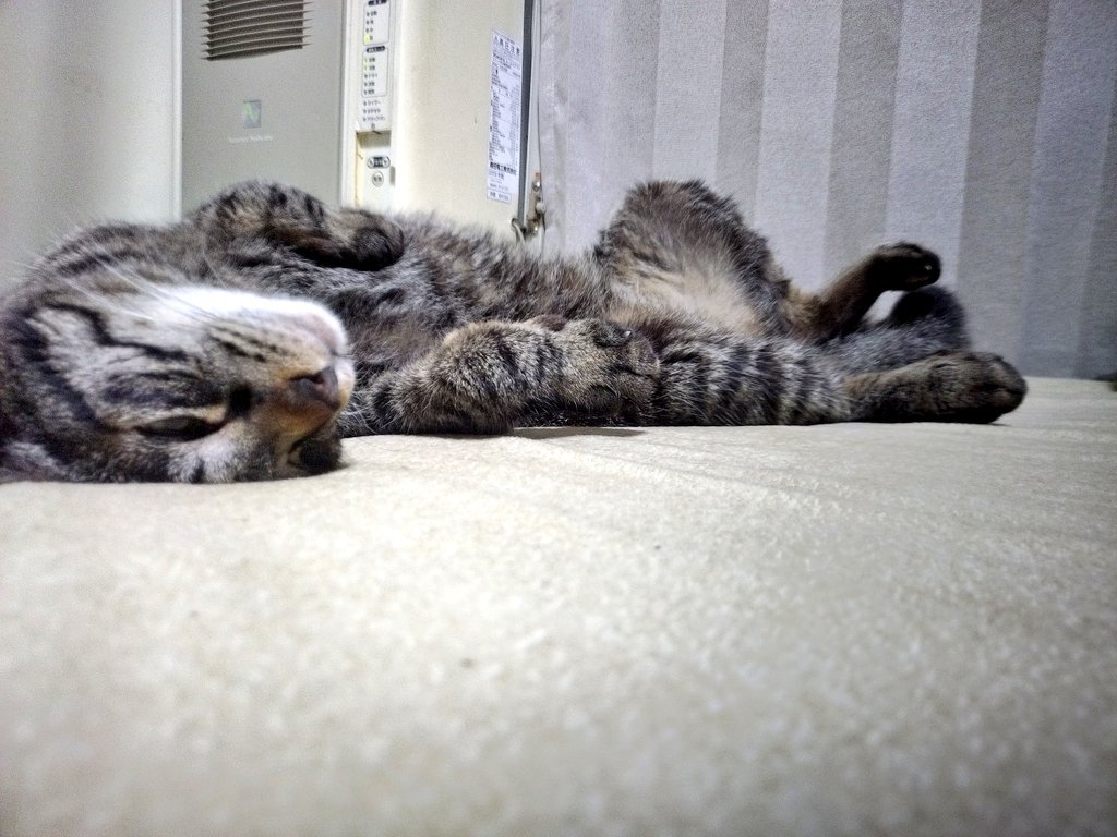 ame_mori_h's tweet photo. 家賃を一円も払ってない人の寝相( ･`ω･´)
#ねこ
#猫のいる生活 
#猫のいる暮らし https://t.co/SWtekJOUx5