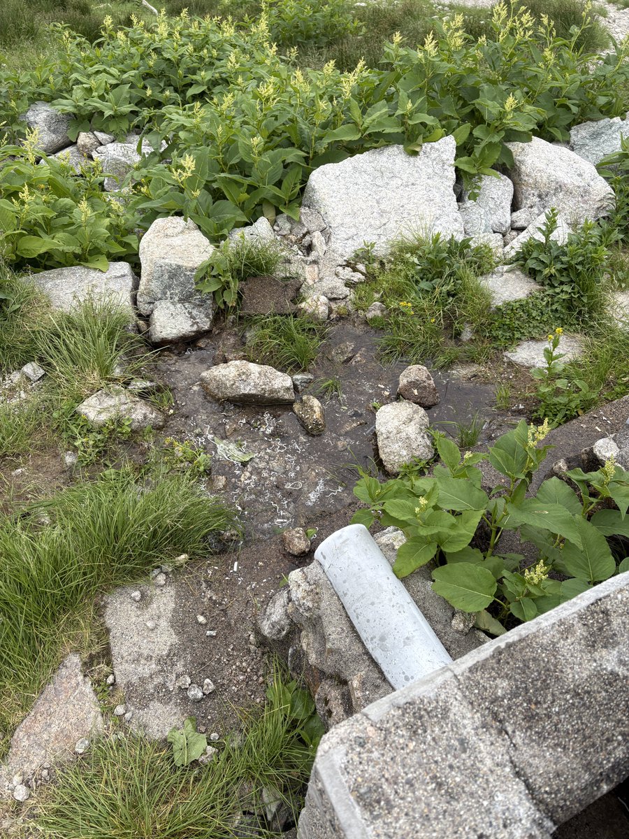 keizi666's tweet photo. なんか、剱澤の水場の排水溝の先がやたら汚いんだけど、ここまで来てテント泊する人たちでさえこんなリテラシーでテント泊してんの？全部胃にぶち込めや。鍋に付いた米とか汚れはお湯沸かしてスープにして飲めや。最後の汚れは紙で拭き取れや。んな事も習わずにここまで来とるんかい。 https://t.co/CvNsSRpSZx