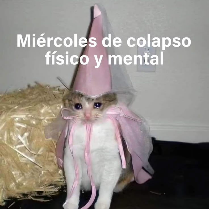 fernechini's tweet photo. buen miercoles https://t.co/cPuhbhGZd9