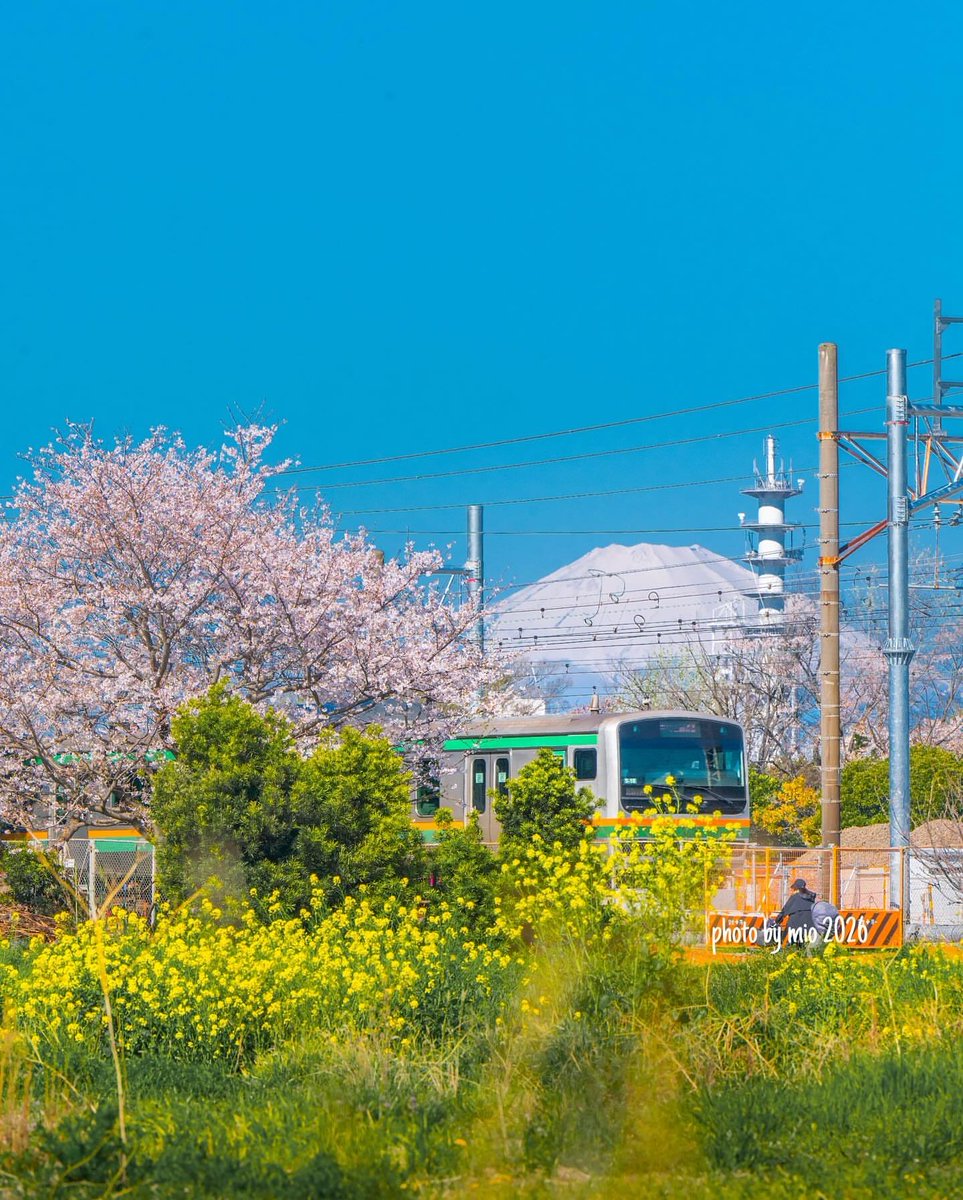 NatureRoot88's tweet photo. Japan 🇯🇵 https://t.co/fXxOsrG2Cs