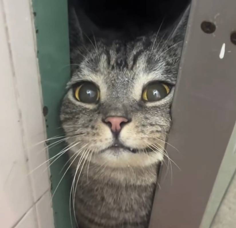 LIK_Dggo's tweet photo. 😺🚪 https://t.co/X00mqbt65c
