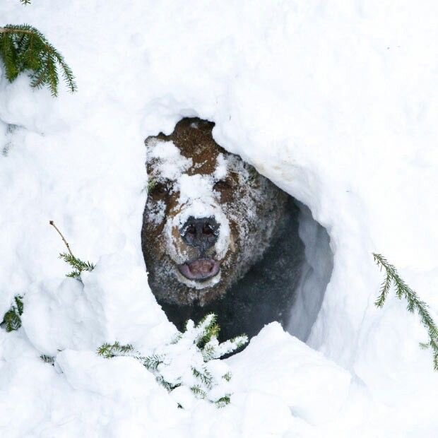 BearInCrisis_'s tweet photo. WHY IS IT SO COLD UP HERE https://t.co/bCQhsUMb4t