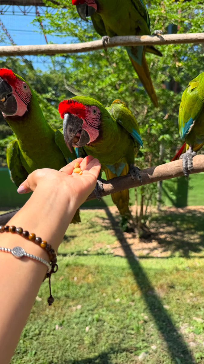 GSandovalSalas's tweet photo. Esta mañana, en el marco de mi recorrido por #Colima, acompañada por personal de Oficina de Representación de la @SEMARNAT_mx en la entidad y la empresa minera Peña Colorada, la visité la UMA “El Palapo”, ubicada en el municipio de Coquimatlán.

Durante el recorrido, conocimos de cerca los trabajos que se realizan para la conservación, atención y auxilio de fauna silvestre, acciones que reflejan la importancia de sumar esfuerzos para proteger nuestra biodiversidad y fortalecer el cuidado de los ecosistemas de la entidad.