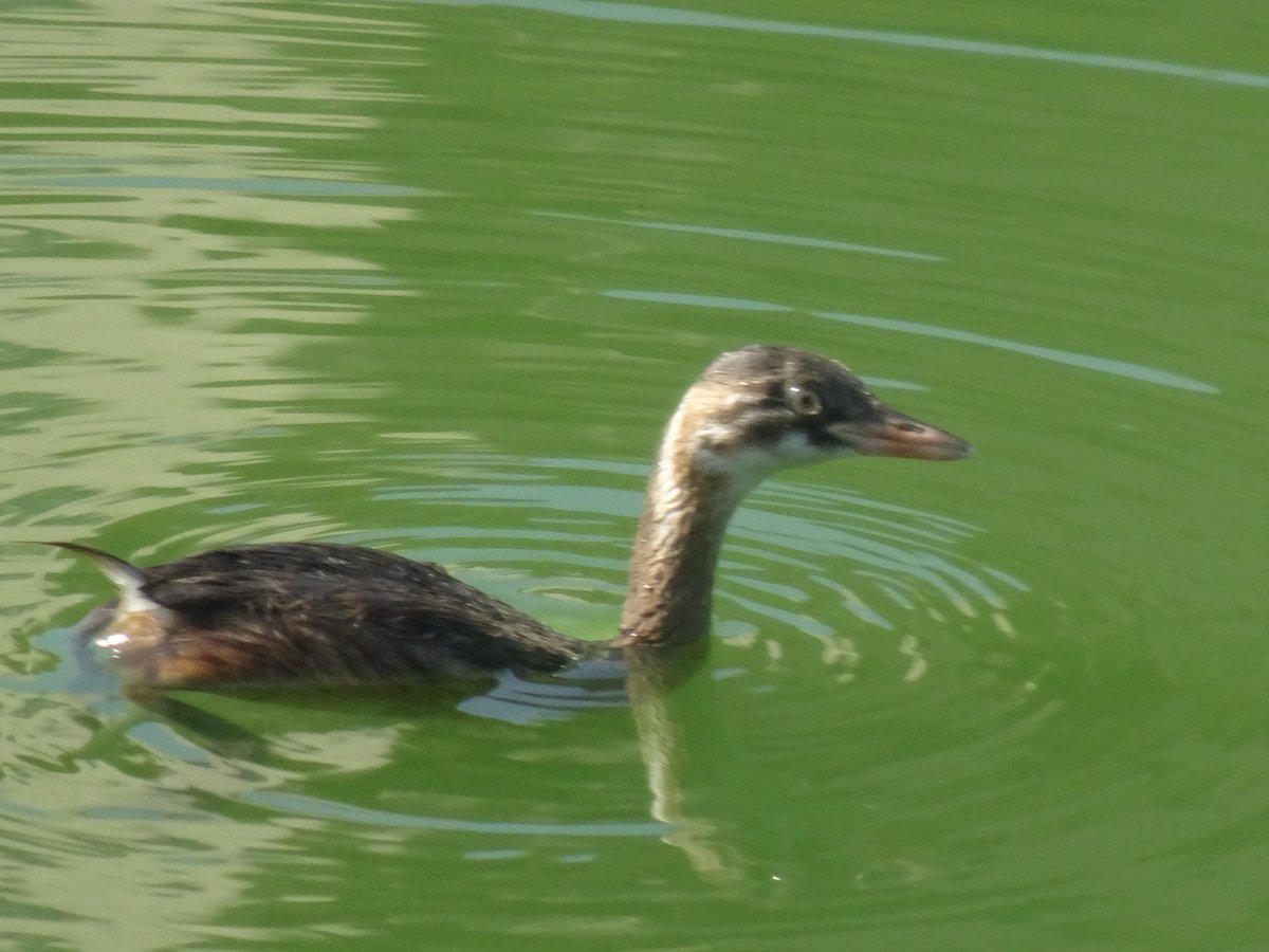 八ツ屋大池公園のカイツブリ いい天気、気温は26℃だが日差しが暑い
