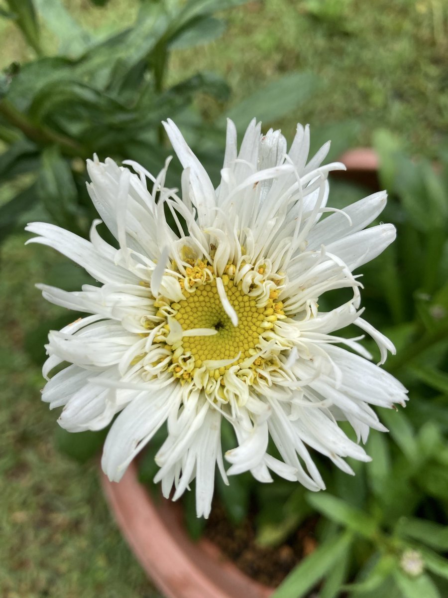 KazuWatako's tweet photo. クリサンセマム
　スノードリフト

切れ込みの入った
フリフリの花びら　🤍🌿 https://t.co/T90rL795Ou