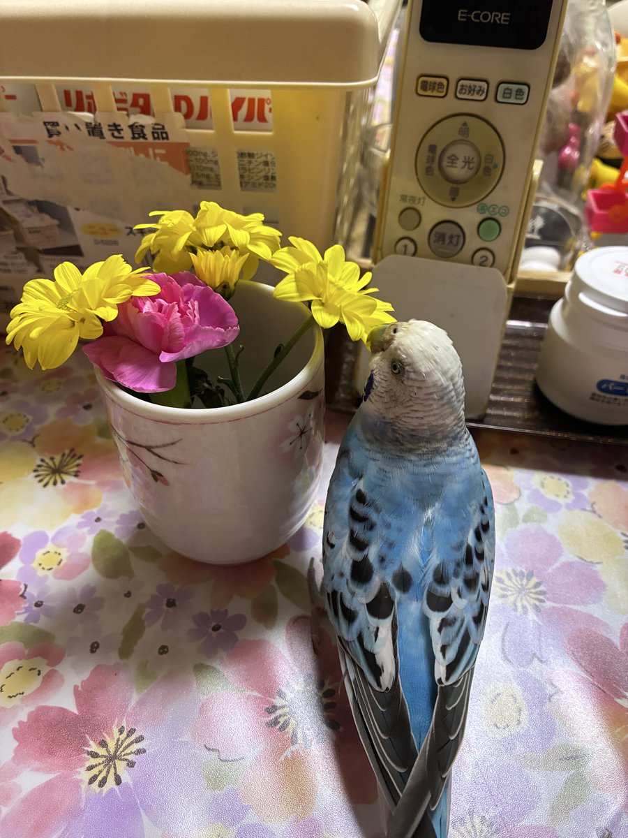 hachixco's tweet photo. 女の子だもんね〜
お花大好き💕🦜 https://t.co/V9sO0jYhBP