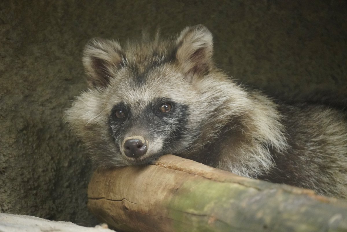 sagyouatama's tweet photo. ぱやぱやのたぬき

#ホンドタヌキ #たぬき
天王寺動物園 https://t.co/fjVkeDydLf