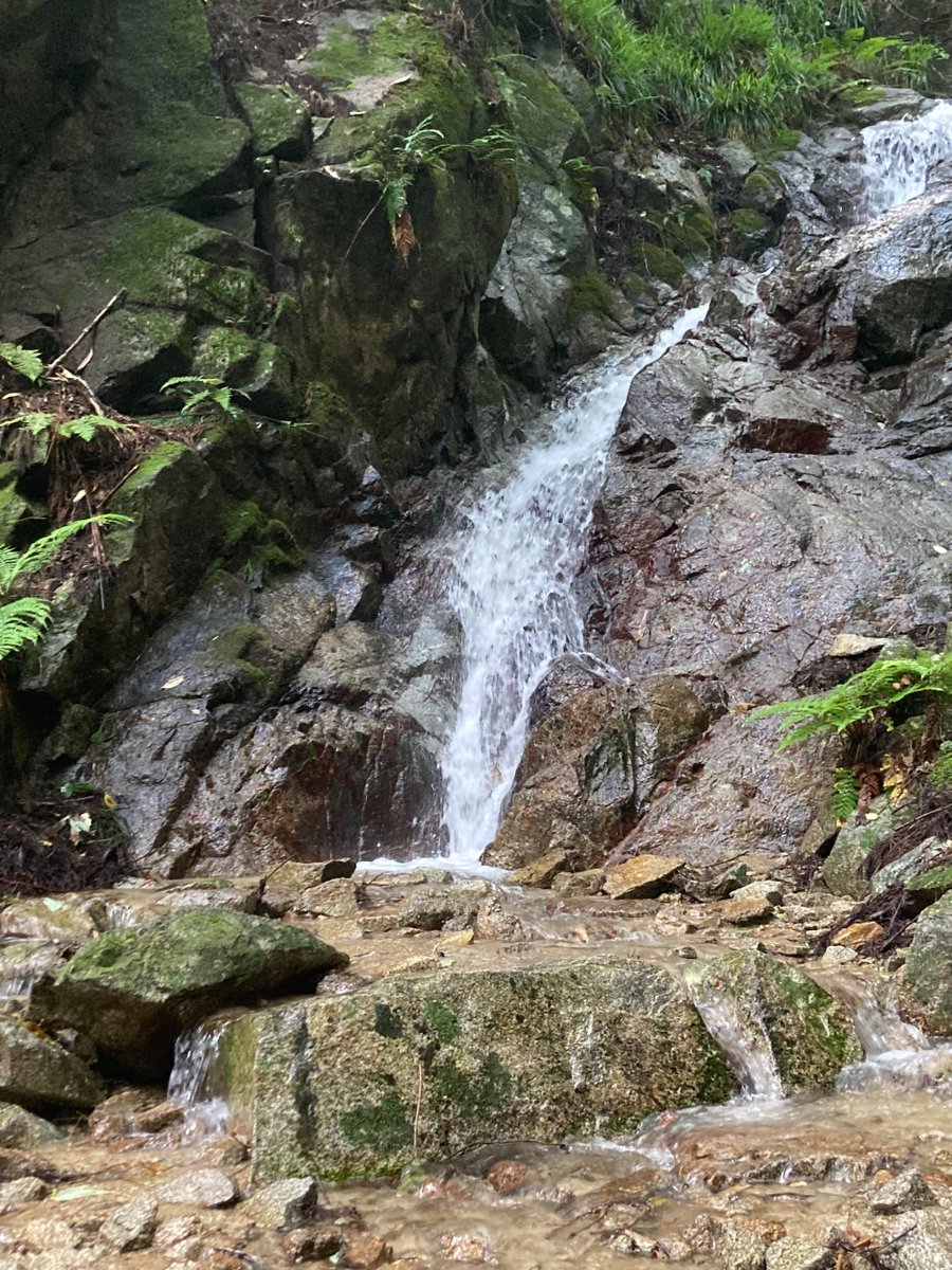 climbamountain8's tweet photo. ハイキングは毎回たくさんの驚きがありますね😊 https://t.co/7tTFKrG5Hi
