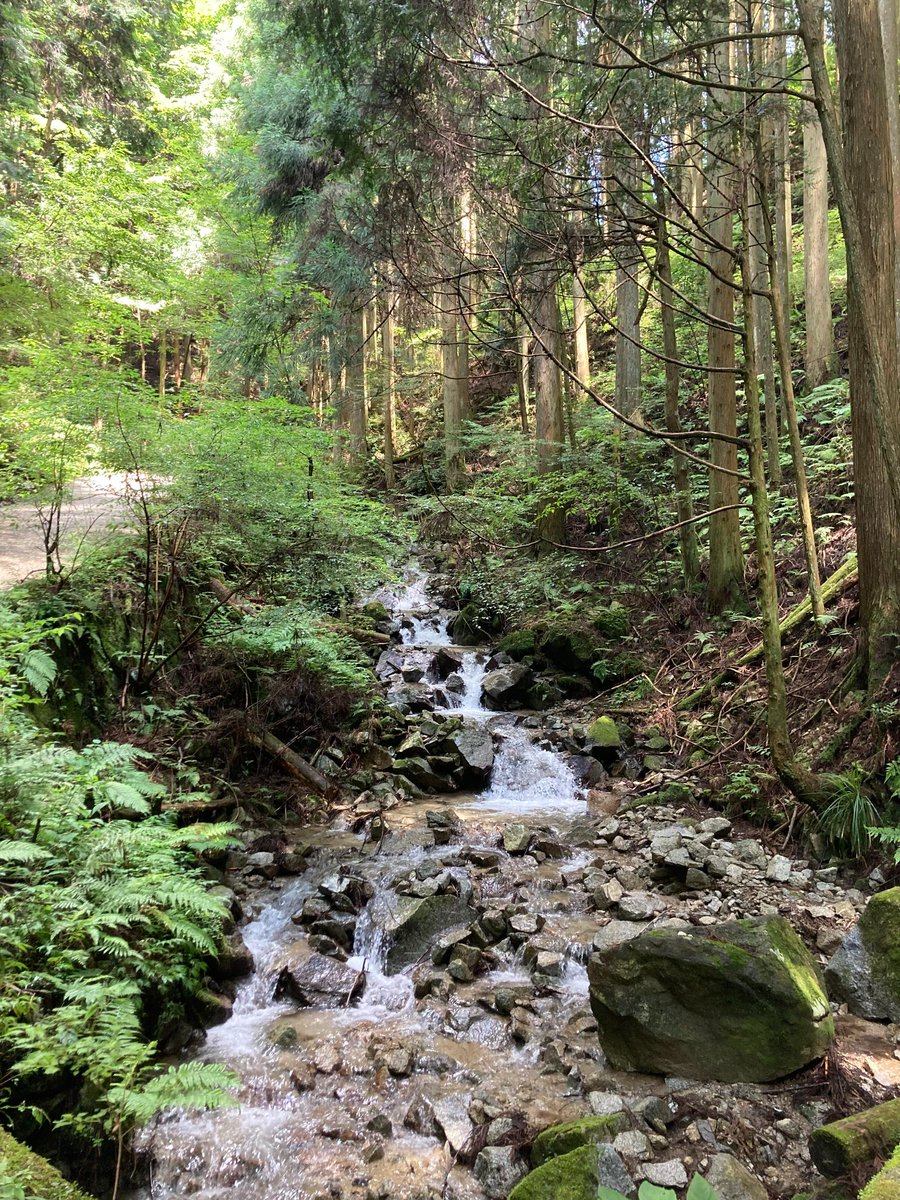 climbamountain8's tweet photo. ハイキングは毎回たくさんの驚きがありますね😊 https://t.co/7tTFKrG5Hi