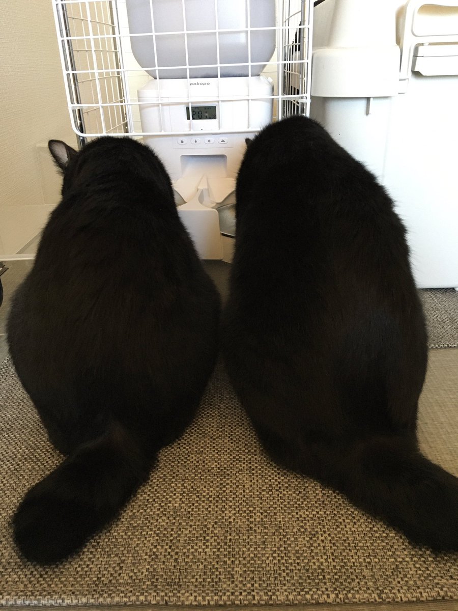 anatra1810's tweet photo. そっくり🐈‍⬛🐈‍⬛ https://t.co/yJjaRdgbri