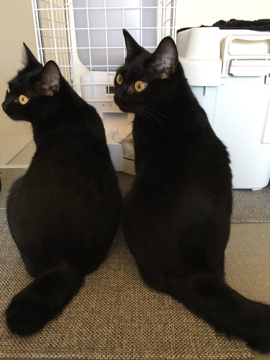 anatra1810's tweet photo. そっくり🐈‍⬛🐈‍⬛ https://t.co/yJjaRdgbri
