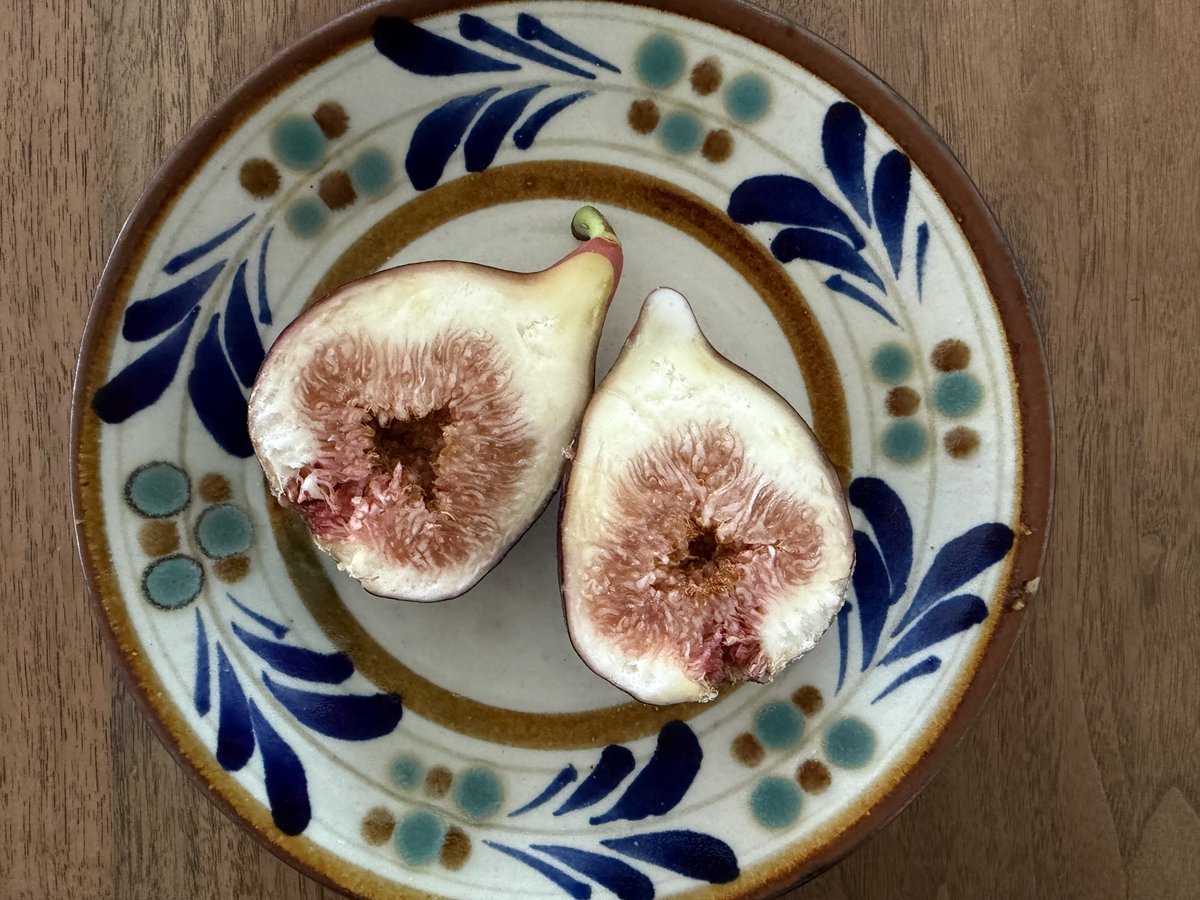 eigapanda's tweet photo. 朝採りの無花果
まだまだ暑いけれど秋に向かっている
#初物 https://t.co/FEnKRjYVT1
